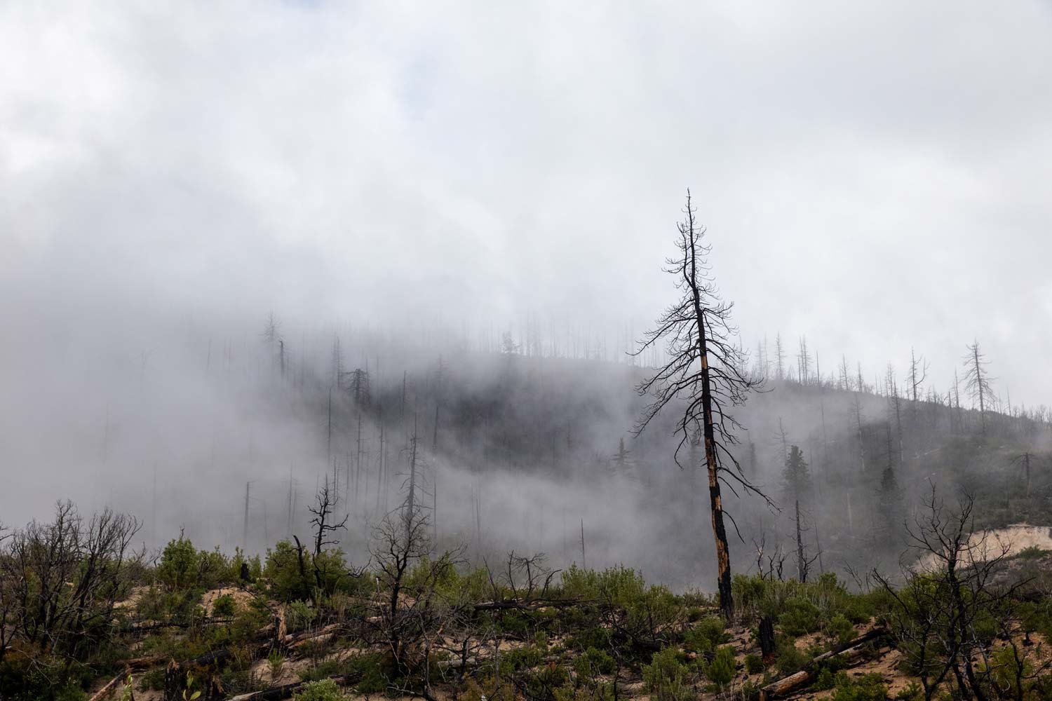 2020 North Complex (Bear Fire)